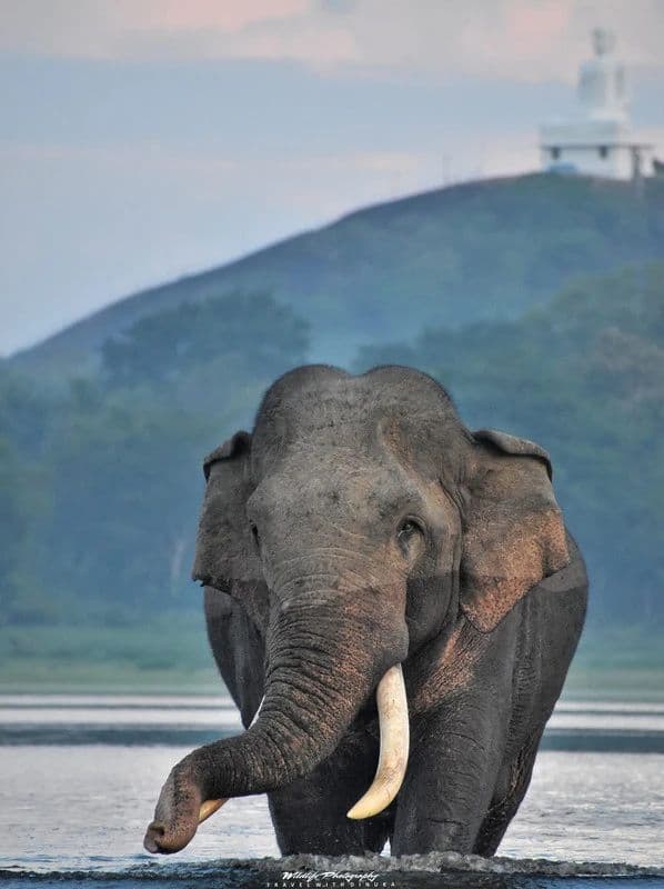 Wildlife & Nature